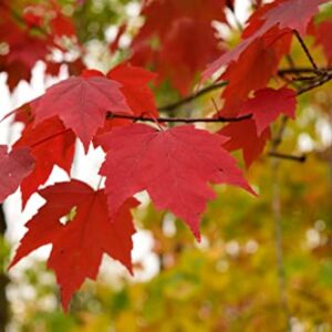 Froze Red Maple Tree - 12-16inch Tall Seedling - Quart Pot - Live Plant - Acer rubrum