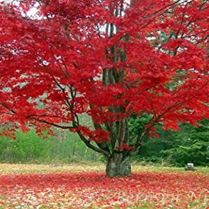 Froze Red Maple Tree - 12-16inch Tall Seedling - Quart Pot - Live Plant - Acer rubrum