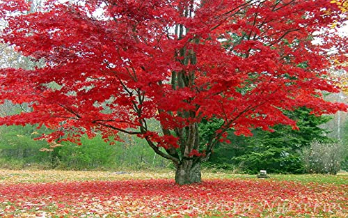 Froze Red Maple Tree - 12-16inch Tall Seedling - Quart Pot - Live Plant - Acer rubrum