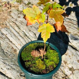 Froze Red Maple Tree - 12-16inch Tall Seedling - Quart Pot - Live Plant - Acer rubrum