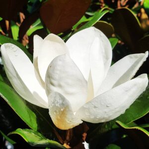 ez growing plants teddy bear southern magnolia 7 gallon