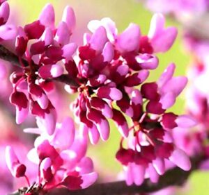 big pack – (500) eastern redbud tree seeds – cercis canadensis – gorgeous purplish-pink blossoms – very cold hardy zones 4-9 – big pack seeds by myseeds.co (big pack – eastern redbud)