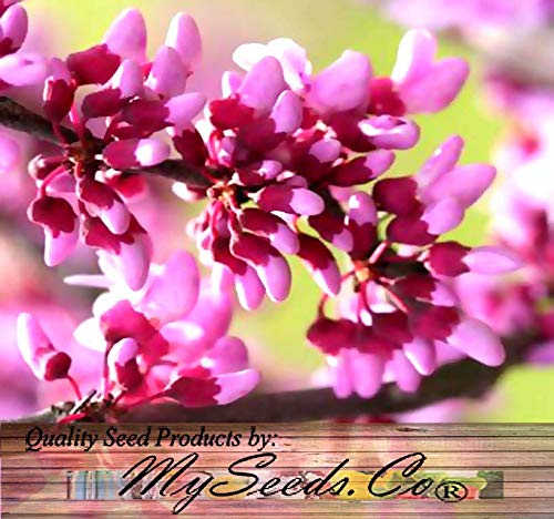 Big Pack - (500) Eastern Redbud Tree Seeds - Cercis Canadensis - Gorgeous Purplish-Pink Blossoms - Very Cold Hardy Zones 4-9 - Big Pack Seeds by MySeeds.Co (Big Pack - Eastern Redbud)