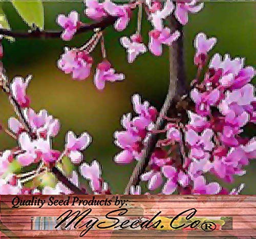 Big Pack - (500) Eastern Redbud Tree Seeds - Cercis Canadensis - Gorgeous Purplish-Pink Blossoms - Very Cold Hardy Zones 4-9 - Big Pack Seeds by MySeeds.Co (Big Pack - Eastern Redbud)