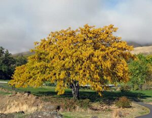 honey locust tree live plant, 2-3′ tall plant, fast growing, tree plant for garden