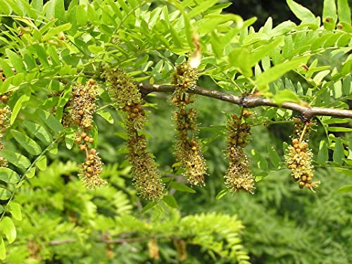 Honey Locust Tree Live Plant, 2-3' Tall Plant, Fast Growing, Tree Plant for Garden