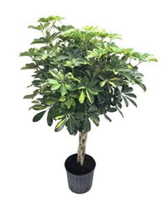 umbrella tree – ‘gold capella’ live braided schefflera arboricola – florist quality – beautiful indoor tree – 3 feet tall