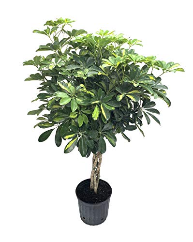 Umbrella Tree - 'Gold Capella' Live Braided Schefflera Arboricola - Florist Quality - Beautiful Indoor Tree - 3 Feet Tall