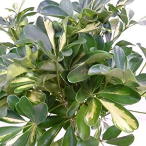 Umbrella Tree - 'Gold Capella' Live Braided Schefflera Arboricola - Florist Quality - Beautiful Indoor Tree - 3 Feet Tall