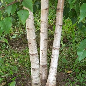 50+ White Paper Birch Tree Seeds (Betula Papyrifera) Fast Growing Showy - Seeds for Planting