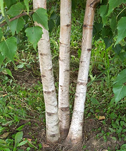 50+ White Paper Birch Tree Seeds (Betula Papyrifera) Fast Growing Showy - Seeds for Planting