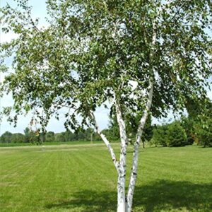 50+ White Paper Birch Tree Seeds (Betula Papyrifera) Fast Growing Showy - Seeds for Planting