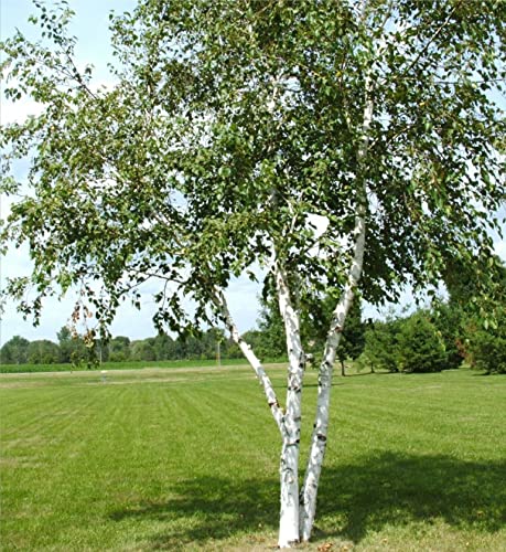 50+ White Paper Birch Tree Seeds (Betula Papyrifera) Fast Growing Showy - Seeds for Planting