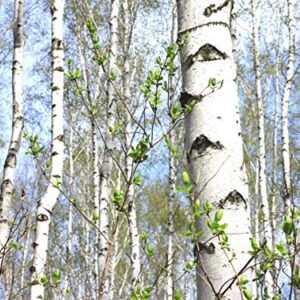 50+ White Paper Birch Tree Seeds (Betula Papyrifera) Fast Growing Showy - Seeds for Planting