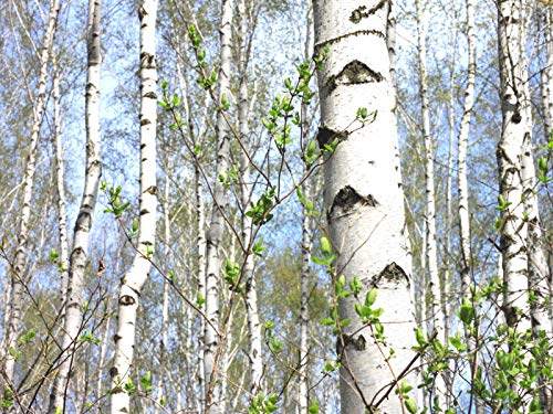 50+ White Paper Birch Tree Seeds (Betula Papyrifera) Fast Growing Showy - Seeds for Planting