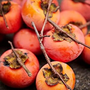 American Persimmons Tree Seedlings for Planting - 1 Yr Old Seedlings (3 Persimmon Tree)