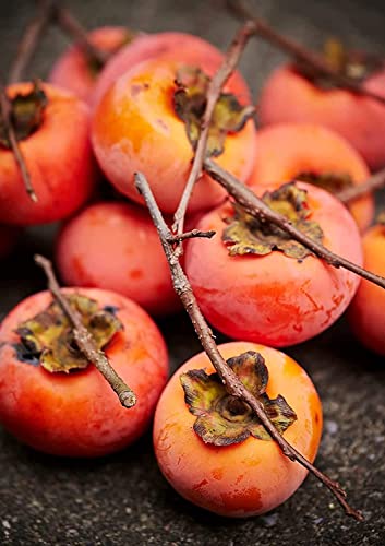 American Persimmons Tree Seedlings for Planting - 1 Yr Old Seedlings (3 Persimmon Tree)