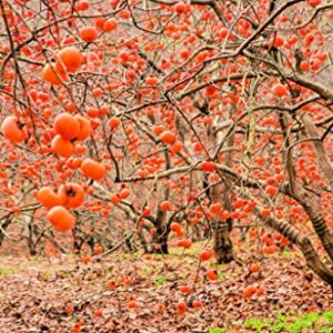 American Persimmons Tree Seedlings for Planting - 1 Yr Old Seedlings (3 Persimmon Tree)