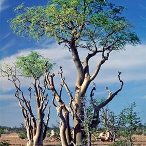 qauzuy garden 50 moringa plant seeds premium horseradish tree miracle tree seeds – fast-growing & drought tolerant – perennial tropical exotic tree seeds