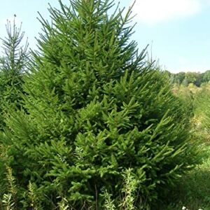 30 Seeds Norway Spruce Tree Seeds, Picea Abies, Non-GMO (Evergreen, Fast) Grown in Illinois USA