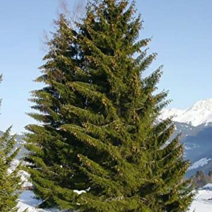 30 Seeds Norway Spruce Tree Seeds, Picea Abies, Non-GMO (Evergreen, Fast) Grown in Illinois USA