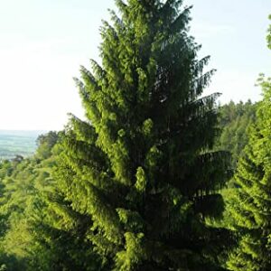 30 Seeds Norway Spruce Tree Seeds, Picea Abies, Non-GMO (Evergreen, Fast) Grown in Illinois USA