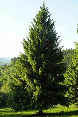 30 Seeds Norway Spruce Tree Seeds, Picea Abies, Non-GMO (Evergreen, Fast) Grown in Illinois USA