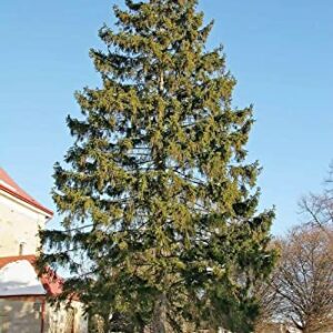 30 Seeds Norway Spruce Tree Seeds, Picea Abies, Non-GMO (Evergreen, Fast) Grown in Illinois USA