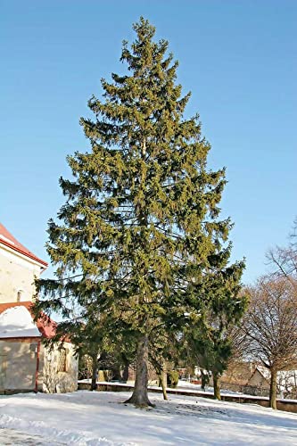 30 Seeds Norway Spruce Tree Seeds, Picea Abies, Non-GMO (Evergreen, Fast) Grown in Illinois USA