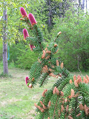 30 Seeds Norway Spruce Tree Seeds, Picea Abies, Non-GMO (Evergreen, Fast) Grown in Illinois USA