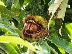 hybrid chestnut tree seedlings for planting – whitetail deer’s choice food – 1 yr seedlings – castanea dentata x mollisima (1 chestnut tree)