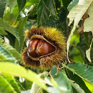 Hybrid Chestnut Tree Seedlings for Planting - Whitetail Deer's Choice Food - 1 Yr Seedlings - Castanea dentata x mollisima (1 Chestnut Tree)