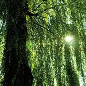 Weeping Willow Tree - Live Plant - Fast Growing, Arching Canopy