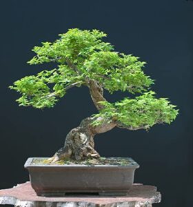 chinese elm bonsai tree seeds – 30 seeds – prized bonsai specimen