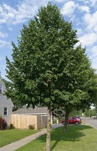 brighter blooms – hybrid poplar tree – live shade trees, 5-6 feet, no shipping to az