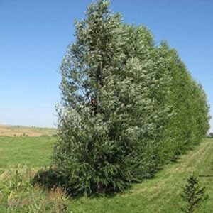 24 Fast Growing Trees - Hybrid Willow Tree Cuttings to Grow for Privacy or Shade - Guaranteed to Grow