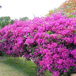 qauzuy garden 100 purple bougainvillea seeds, paperflower, attract pollinators, fast-growing perennial flowering shrub bush tree plant, striking showy accent
