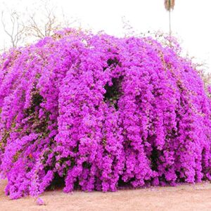 QAUZUY GARDEN 100 Purple Bougainvillea Seeds, Paperflower, Attract Pollinators, Fast-Growing Perennial Flowering Shrub Bush Tree Plant, Striking Showy Accent