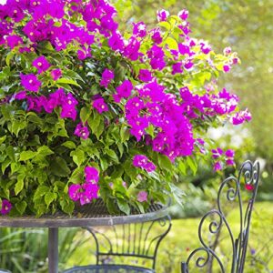 QAUZUY GARDEN 100 Purple Bougainvillea Seeds, Paperflower, Attract Pollinators, Fast-Growing Perennial Flowering Shrub Bush Tree Plant, Striking Showy Accent