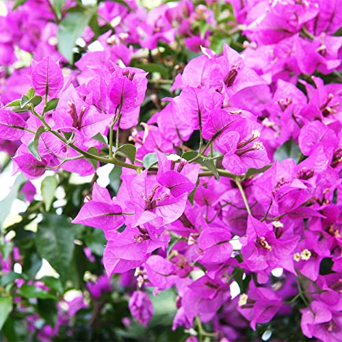 QAUZUY GARDEN 100 Purple Bougainvillea Seeds, Paperflower, Attract Pollinators, Fast-Growing Perennial Flowering Shrub Bush Tree Plant, Striking Showy Accent