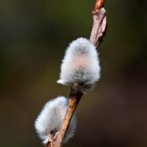 Pussy Willow Live Shrub Tree Plant in Trade Gallon Pot, Fast Growing Tree Plant for Garden