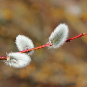 Pussy Willow Live Shrub Tree Plant in Trade Gallon Pot, Fast Growing Tree Plant for Garden