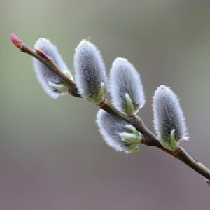 Pussy Willow Live Shrub Tree Plant in Trade Gallon Pot, Fast Growing Tree Plant for Garden