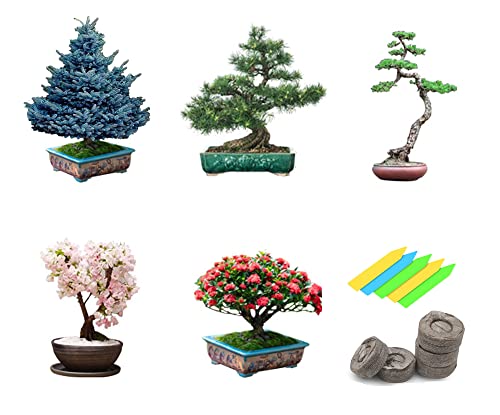 Bonsai Tree Seeds kit 5 Varieties of Non GMO Heirloom Bonsai Starter Kit , Blue Spruce, Black Pine, Sakura Seeds, Redwood Tree, Flame Tree, 5pcs Plant Markers, 5pcs Seeding Soil Block