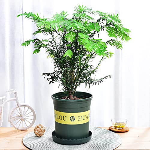 Bonsai Tree Seeds kit 5 Varieties of Non GMO Heirloom Bonsai Starter Kit , Blue Spruce, Black Pine, Sakura Seeds, Redwood Tree, Flame Tree, 5pcs Plant Markers, 5pcs Seeding Soil Block