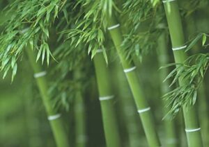 300+ bamboo seeds for planting | exotic and fast growing | ships from iowa, usa | landscaping, privacy, indoor or outdoor (giant bamboo)