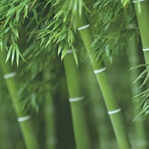 300+ Bamboo Seeds for Planting | Exotic and Fast Growing | Ships from Iowa, USA | Landscaping, Privacy, Indoor or Outdoor (Giant Bamboo)