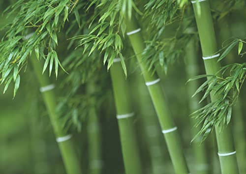 300+ Bamboo Seeds for Planting | Exotic and Fast Growing | Ships from Iowa, USA | Landscaping, Privacy, Indoor or Outdoor (Giant Bamboo)