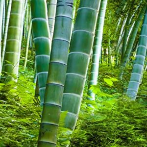 300+ Bamboo Seeds for Planting | Exotic and Fast Growing | Ships from Iowa, USA | Landscaping, Privacy, Indoor or Outdoor (Giant Bamboo)