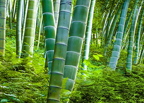 300+ Bamboo Seeds for Planting | Exotic and Fast Growing | Ships from Iowa, USA | Landscaping, Privacy, Indoor or Outdoor (Giant Bamboo)